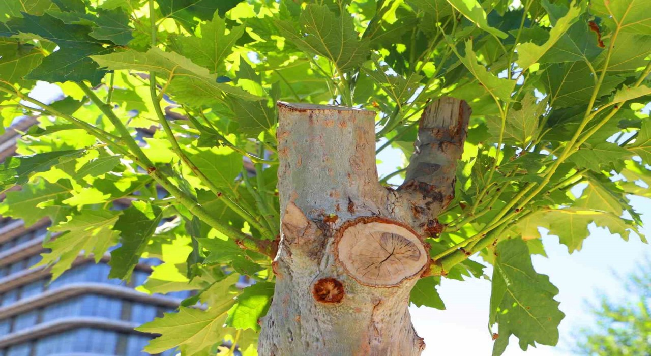 Diyarbakırda tedavi edilen ağaçlar yeniden yeşerdi