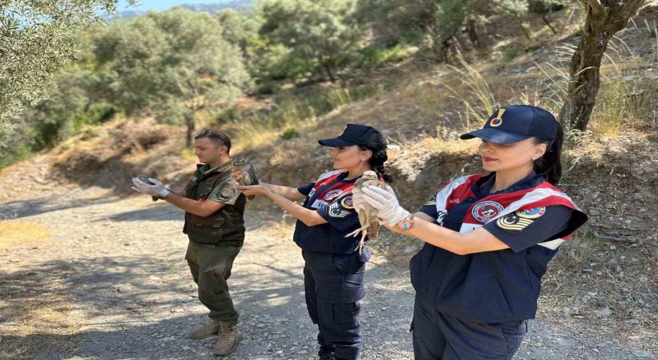 Doğa koruma faaliyetinde 25 bıldırcın ve 21 keklik ele geçirildi