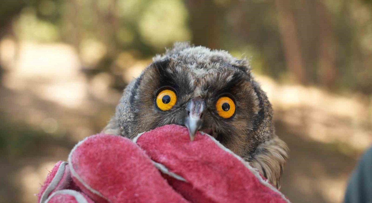 Doğaya kavuşan canlar: DKMP 76 bin yaban hayvanını doğaya kazandırdı