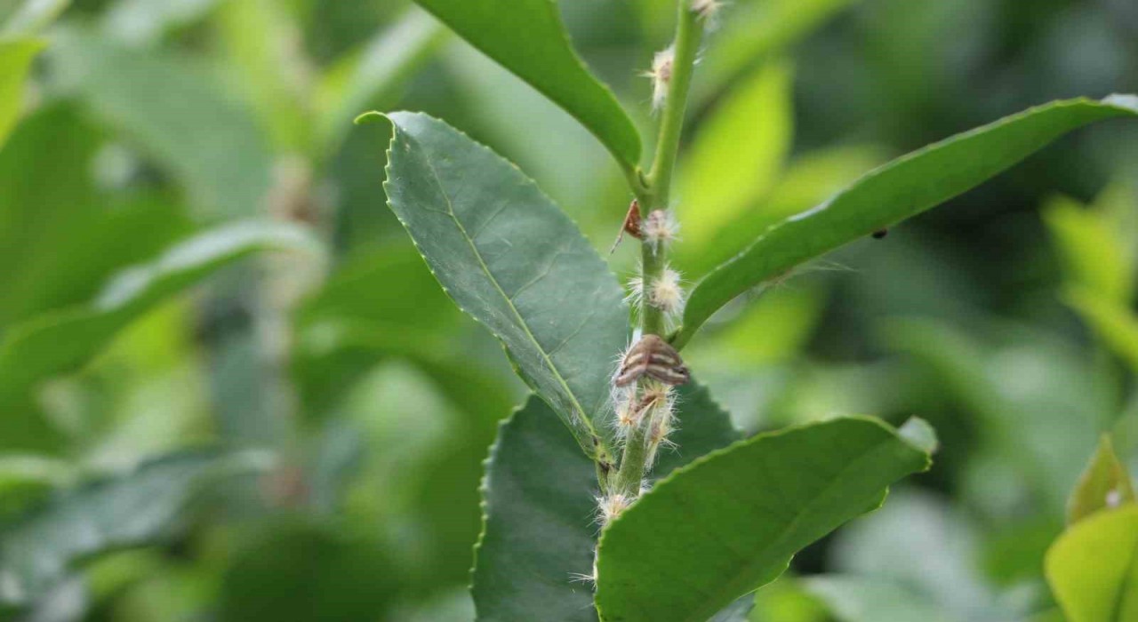 Doğu Karadenizin korkulu rüyası Vampir kelebekler yeniden ortaya çıktı