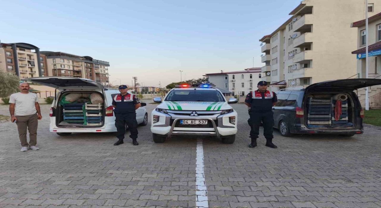 Doğubayazıtta kaçak kurbağa avcılığına jandarma operasyonu