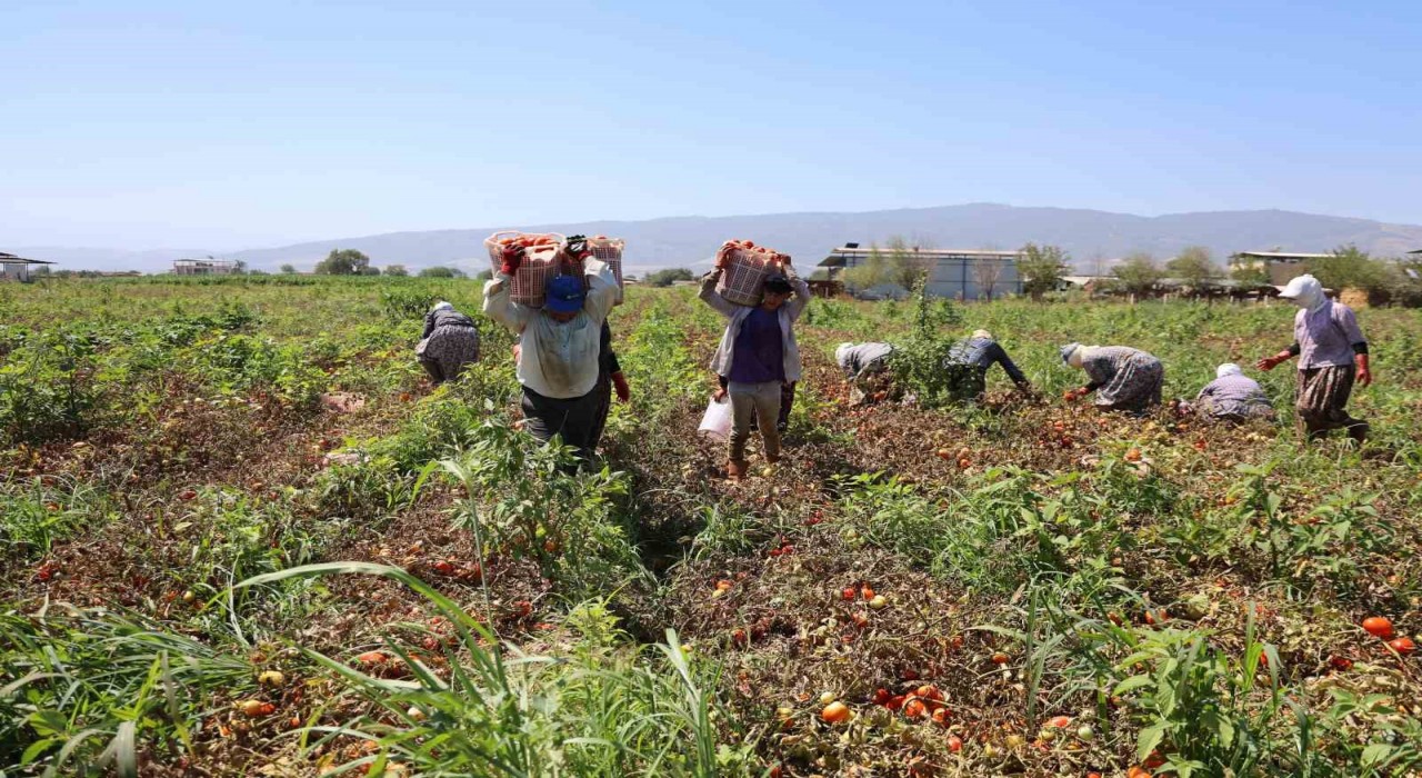 Domates işçileri çöl sıcaklarında saati 250 TLye ter döküyor