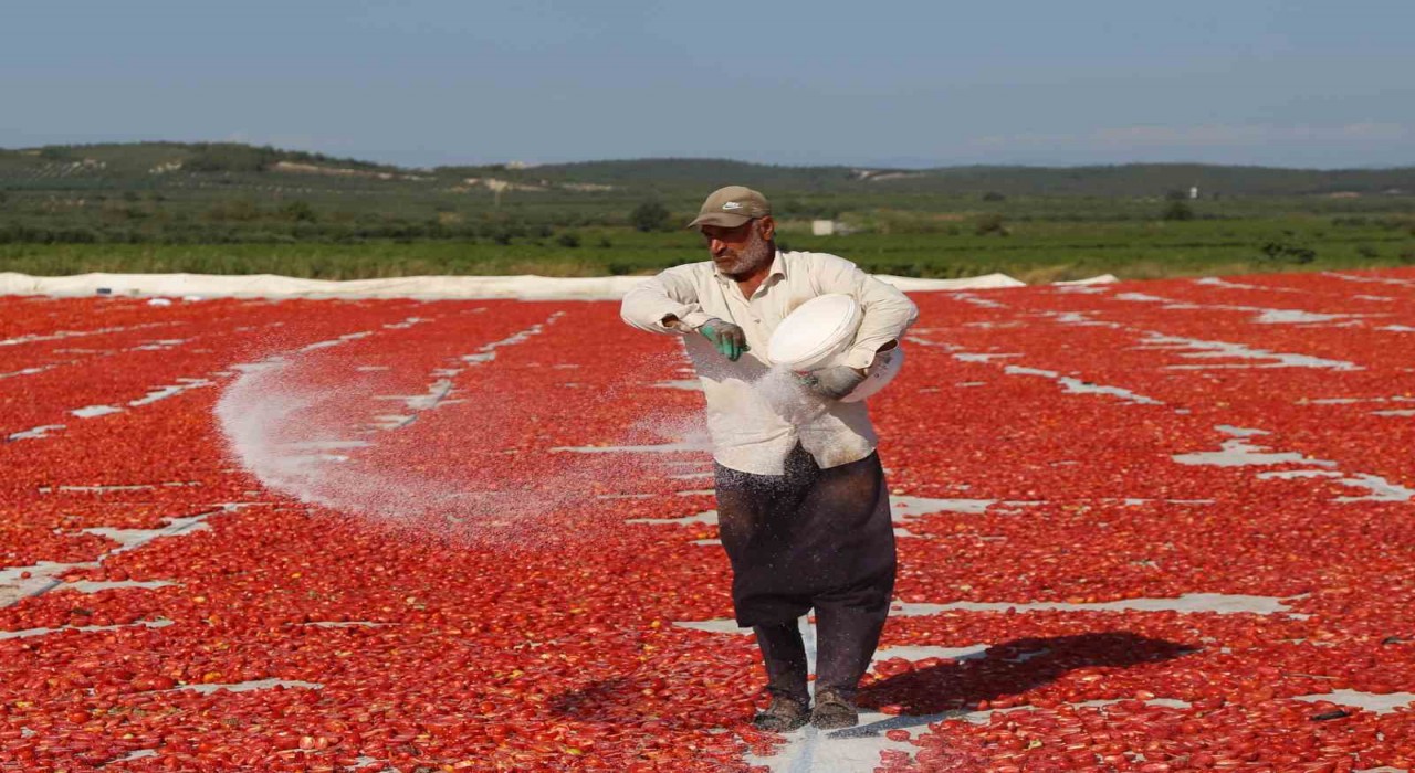 Domates kurutma alanlarında görsel şölen