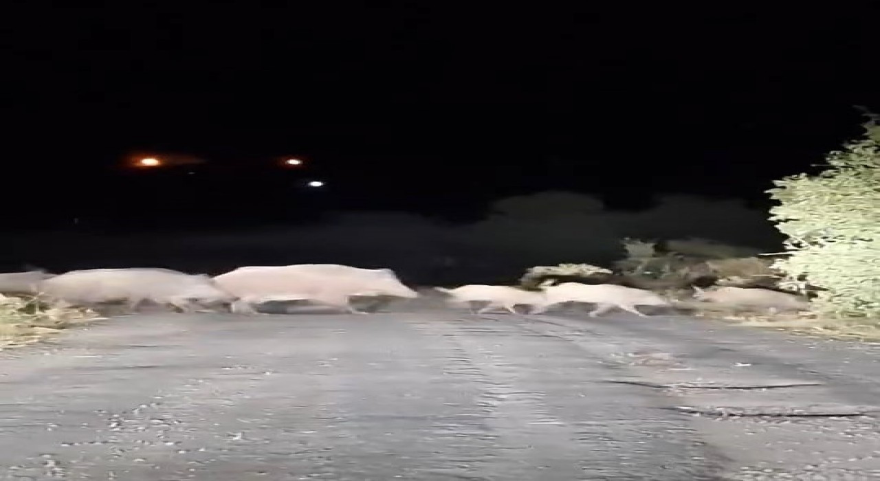 Domuz sürüsü köy yolunda görüntülendi