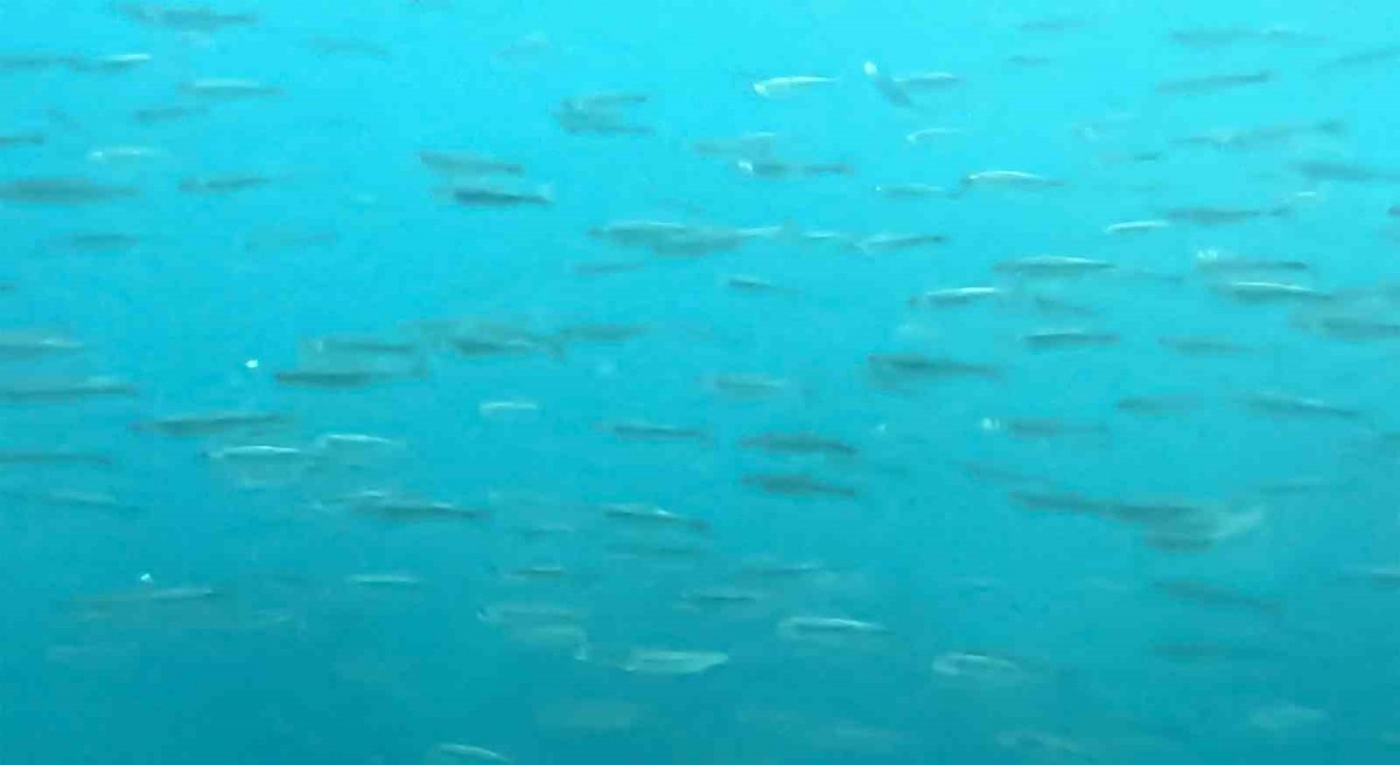 Dünyanın en büyük sodalı gölünde inci kefallerinin sualtı şöleni