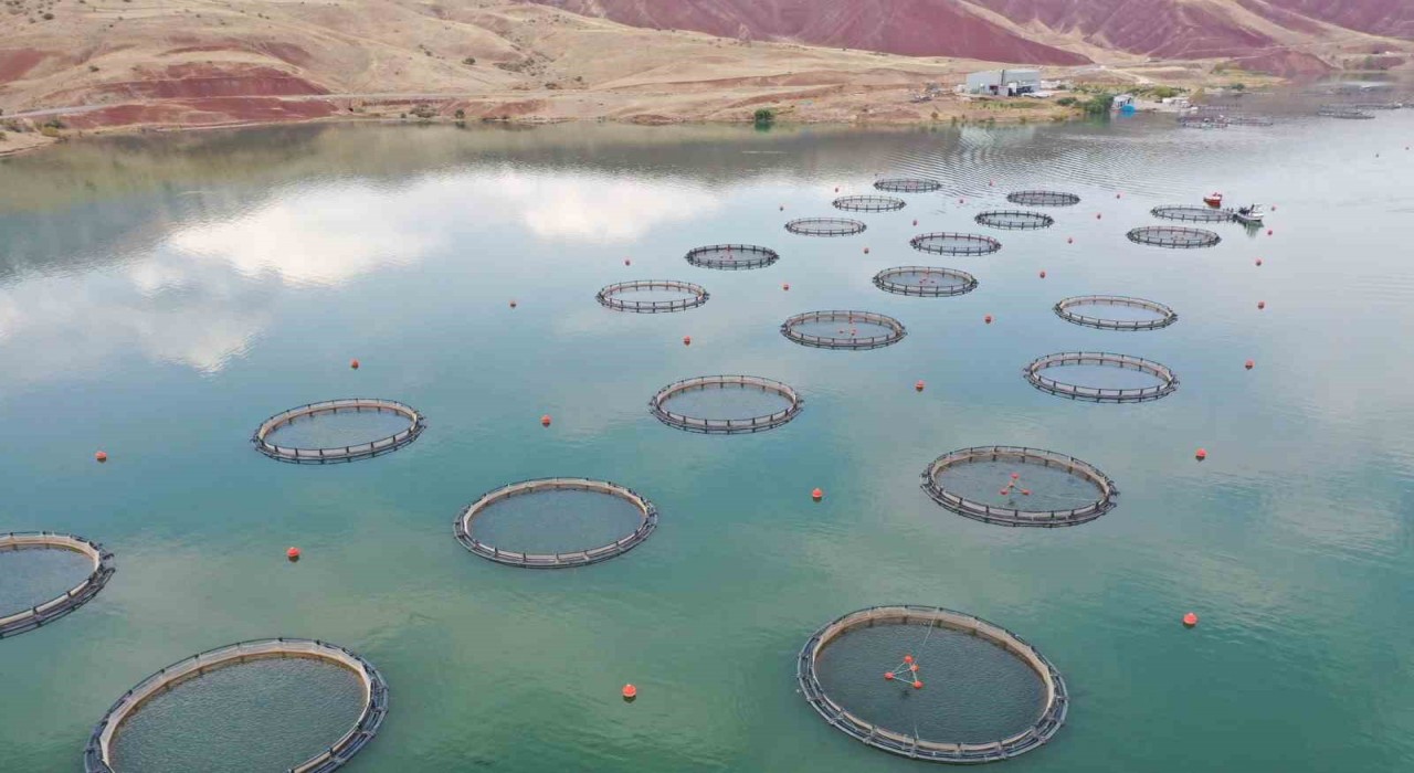 Dünyanın somonu, denize kıyı olmayan Sivasta üretiliyor