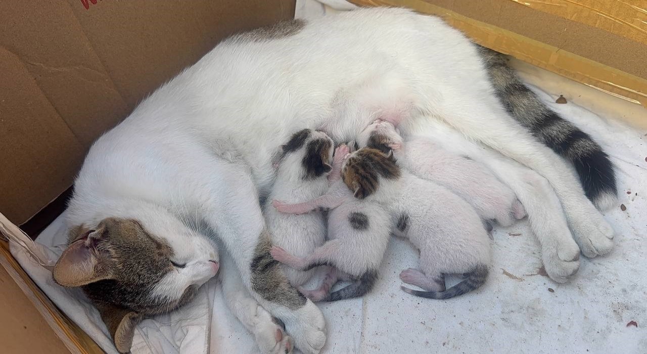 Durakta doğum yapan kedi ve yavrularına taksiciler sahip çıktı