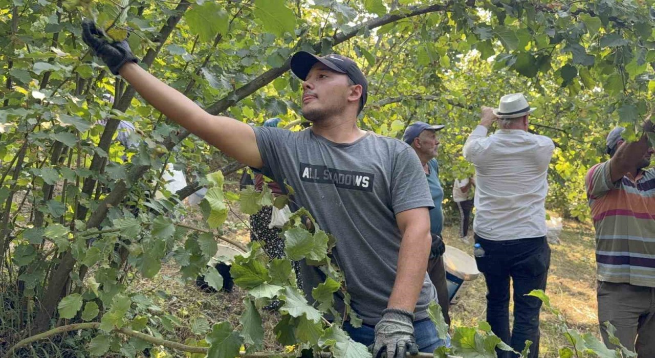 Düzcede fındık hasadı başladı