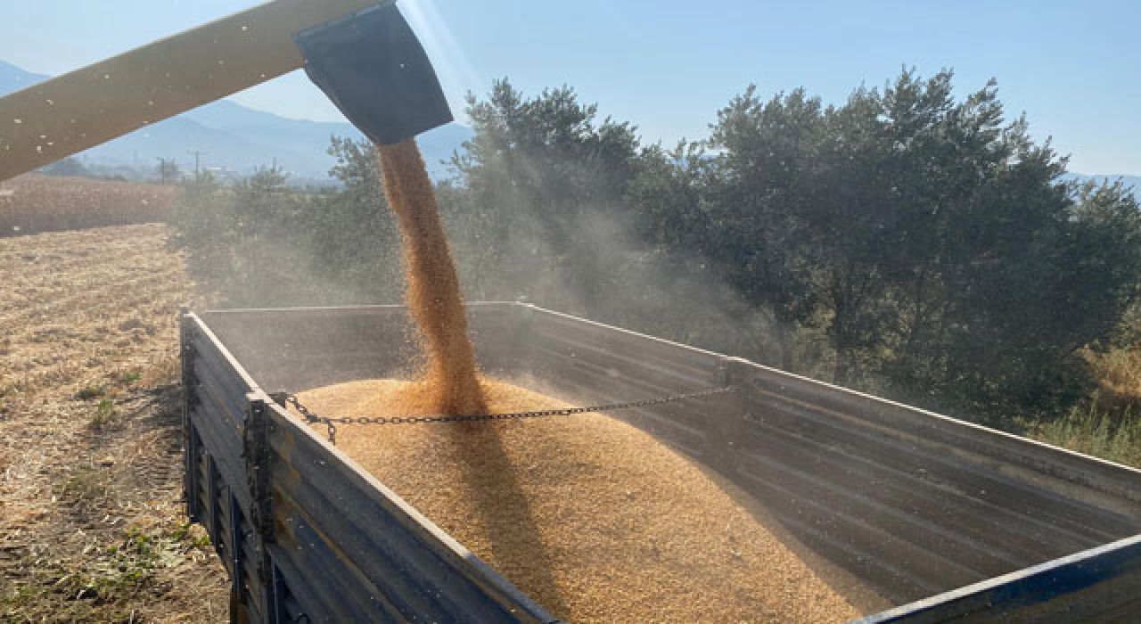 Düziçi’nde Çiftçiler Kuraklık Nedeniyle Mısır Veriminde Düşüş Yaşıyor