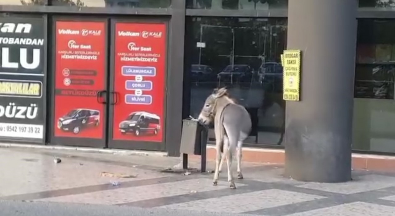 Edirne Otogarında ilginç anlar: Başıboş eşek dubayı çaldı
