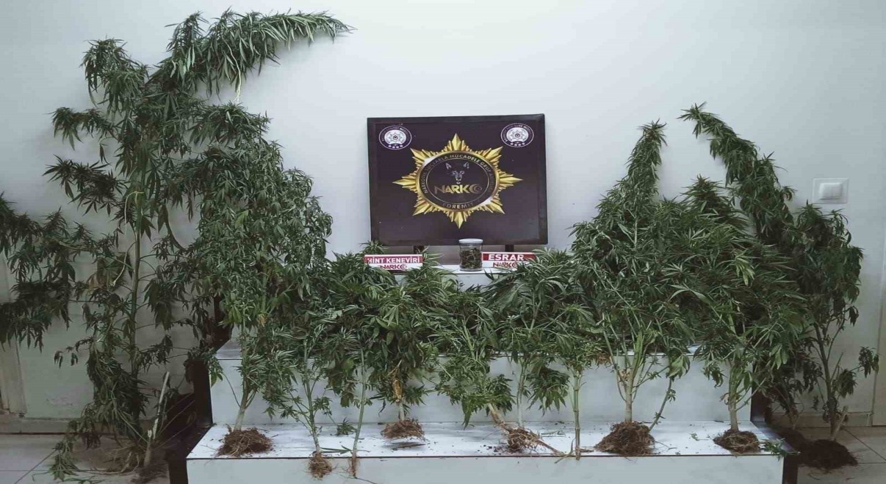Edremitte uyuşturucu operasyonu: Esrar ve kenevir ele geçirildi