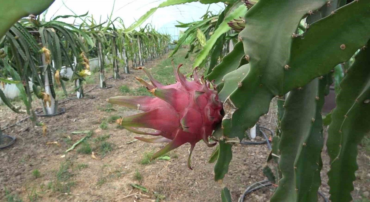 Ejder meyvesi hasadı yüzleri güldürdü