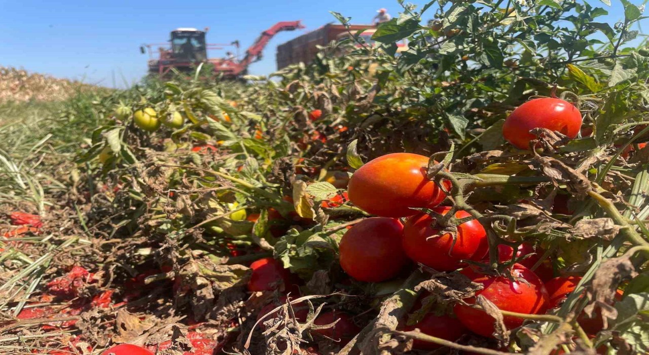 Ekim alanı daralan domateste fiyatlar çiftçi lehine 3e katladı