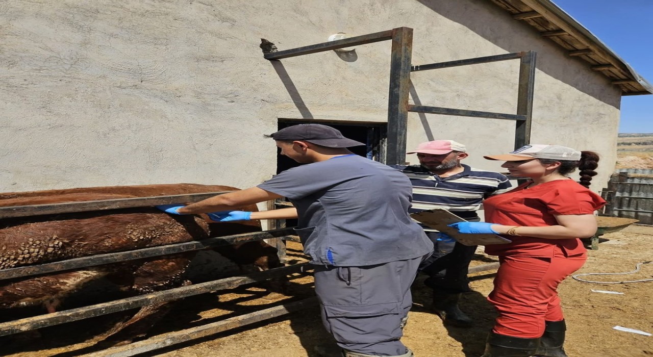 Elazığda besilik ithal hayvanlarda numune çalışması yapıldı