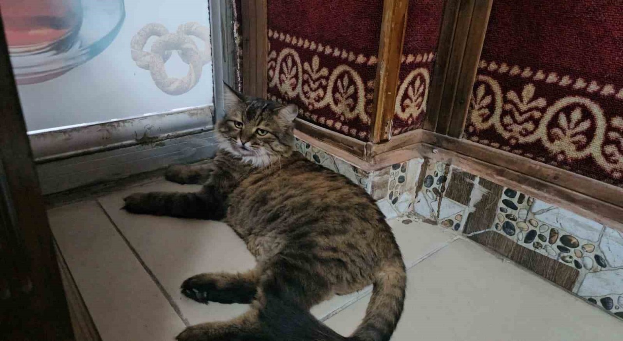 Elazığda çay ocağını 4 yıldır mesken tutan Bıdık,  mahallenin maskotu oldu