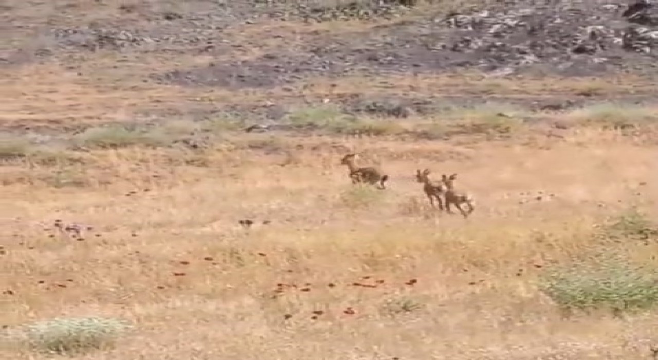 Elazığda dağ keçileri piknik alanlarına indi