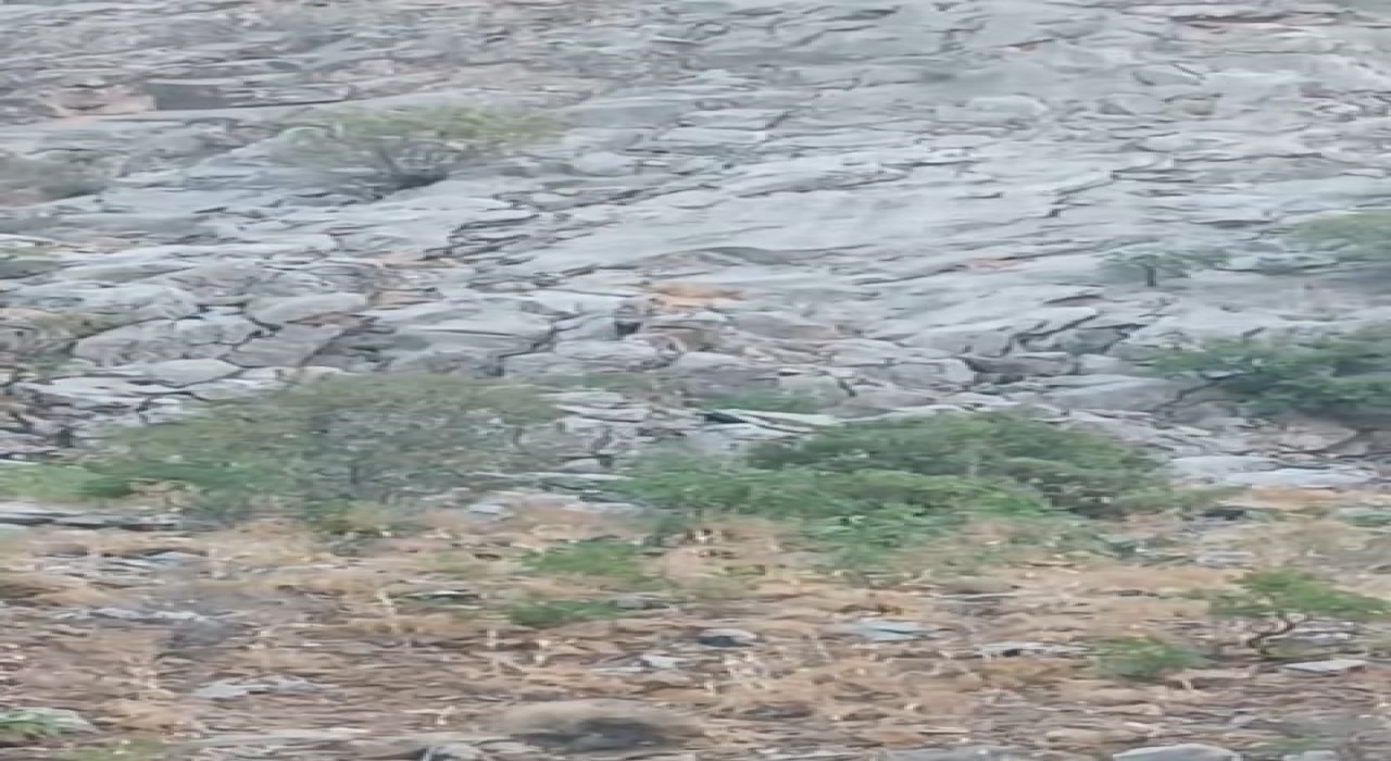 Elazığda dağ keçileri sürü halinde görüldü