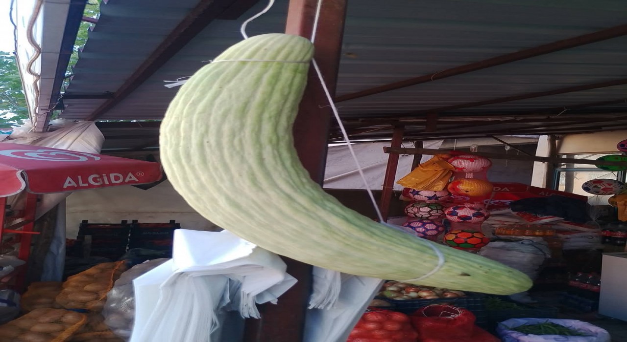 Elazığda dev acur hayrete düşürdü