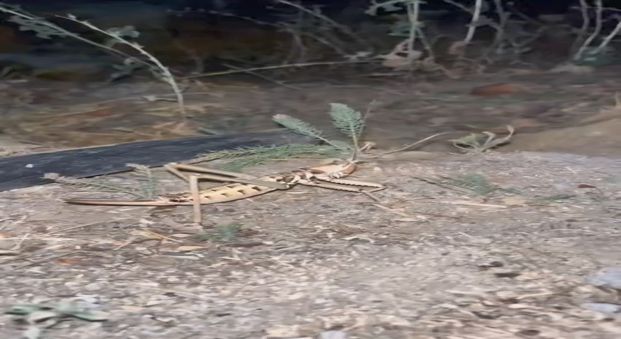 Elazığda dev etçil çekirge görüldü