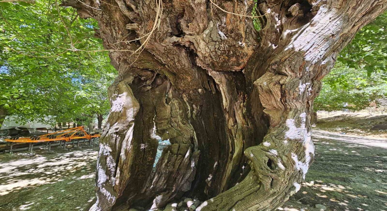 Elazığda dut ağaçları zamana direniyor