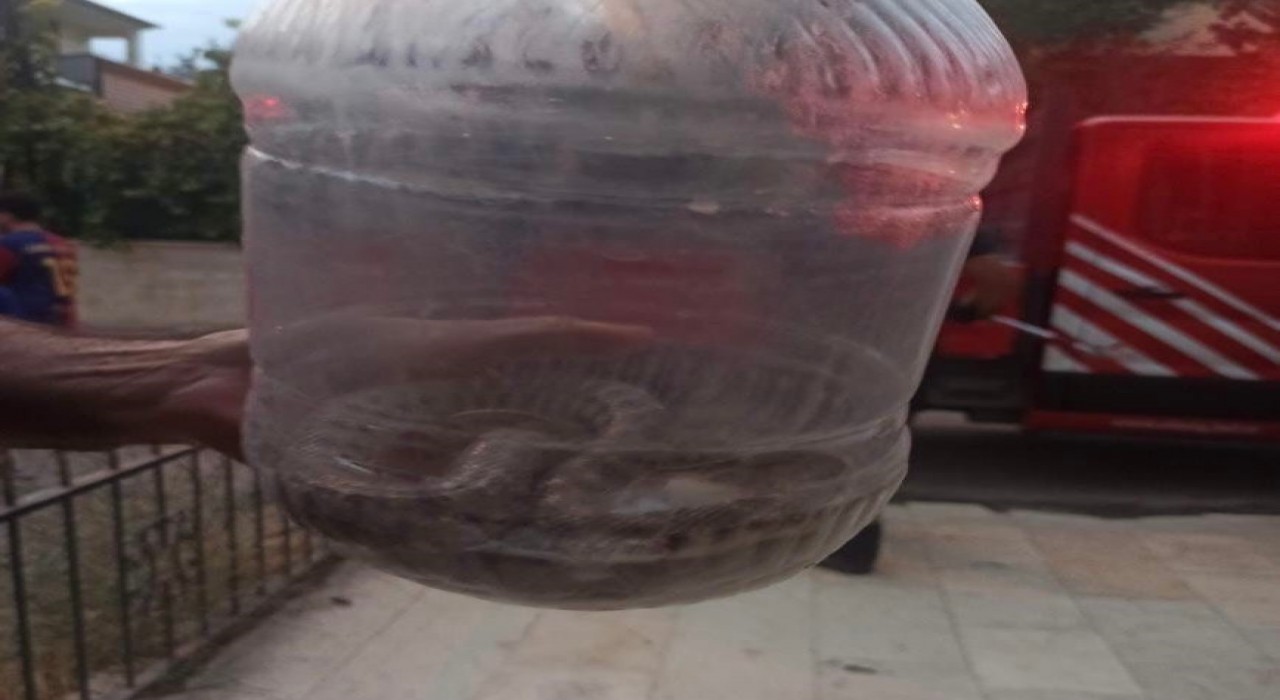Elazığda engerek yılanı paniği