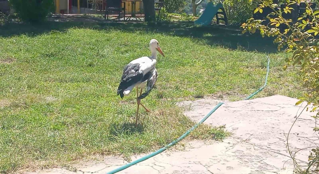 Elazığda kanadı kırık leylek koruma altına alındı