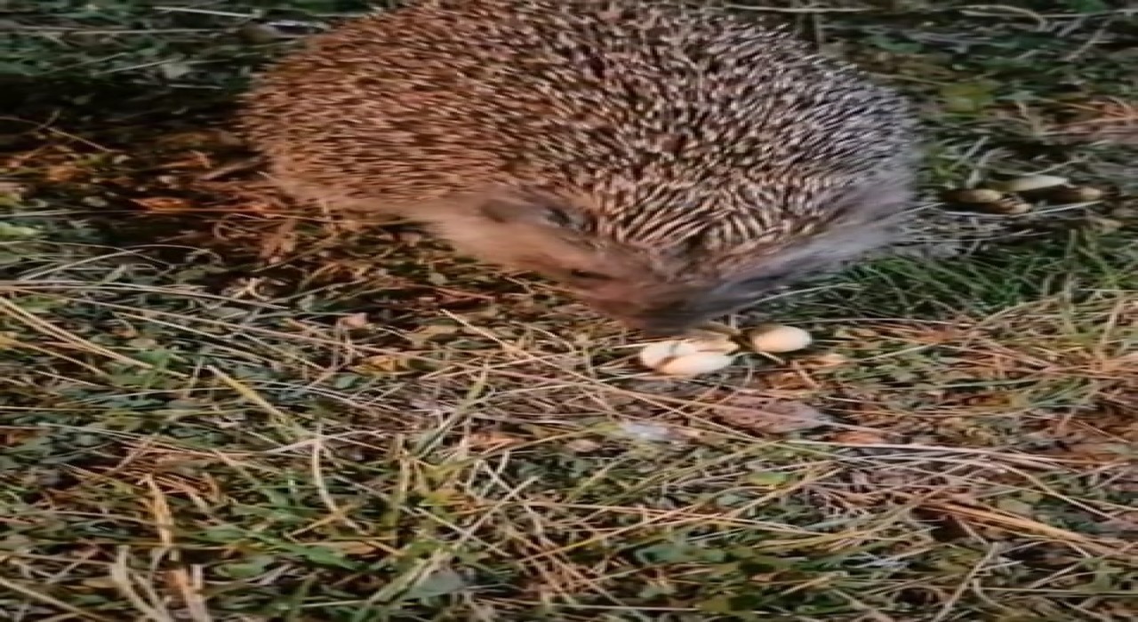 Elazığda kirpiyi fıstıkla beslediler