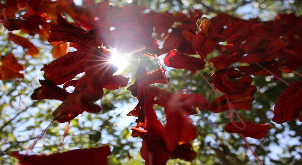 Elazığda kış hazırlıkları başladı: Kofik biberler asılmaya başladı
