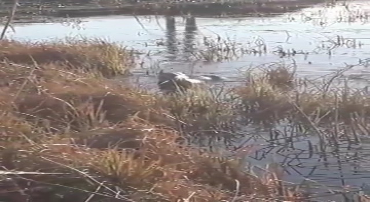 Elazığda koruma altındaki su samuru görüntülendi