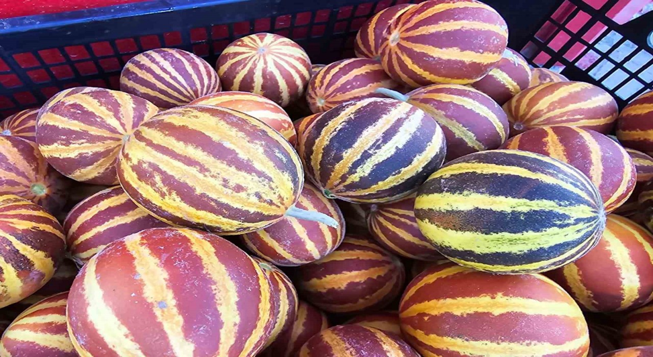 Elazığda şamama kavunu tezgahlarda