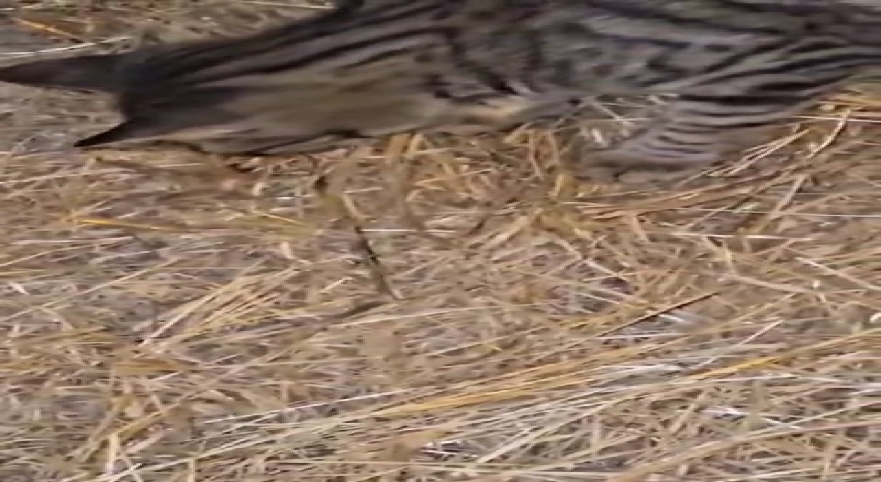 Elazığda sarıkız örümceği ile kedinin mücadelesi kamerada