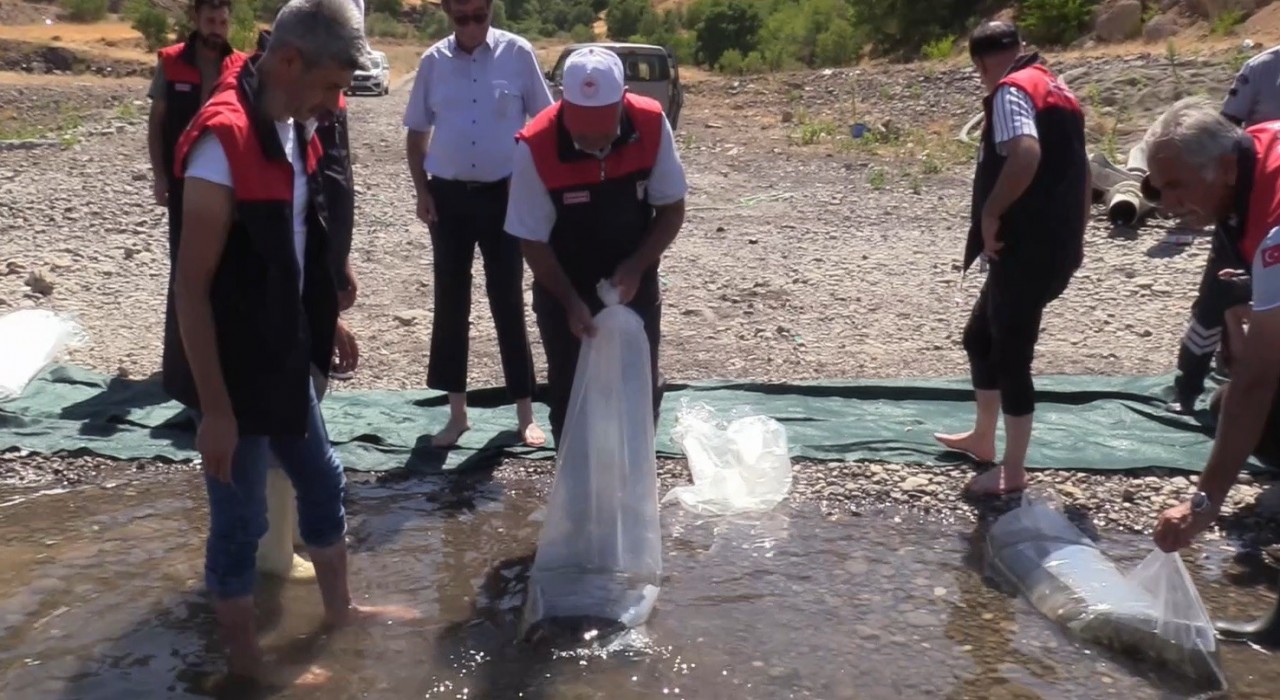 Elazığdaki su kaynaklarına 5 milyon 786 bin yavru sazan bırakılacak