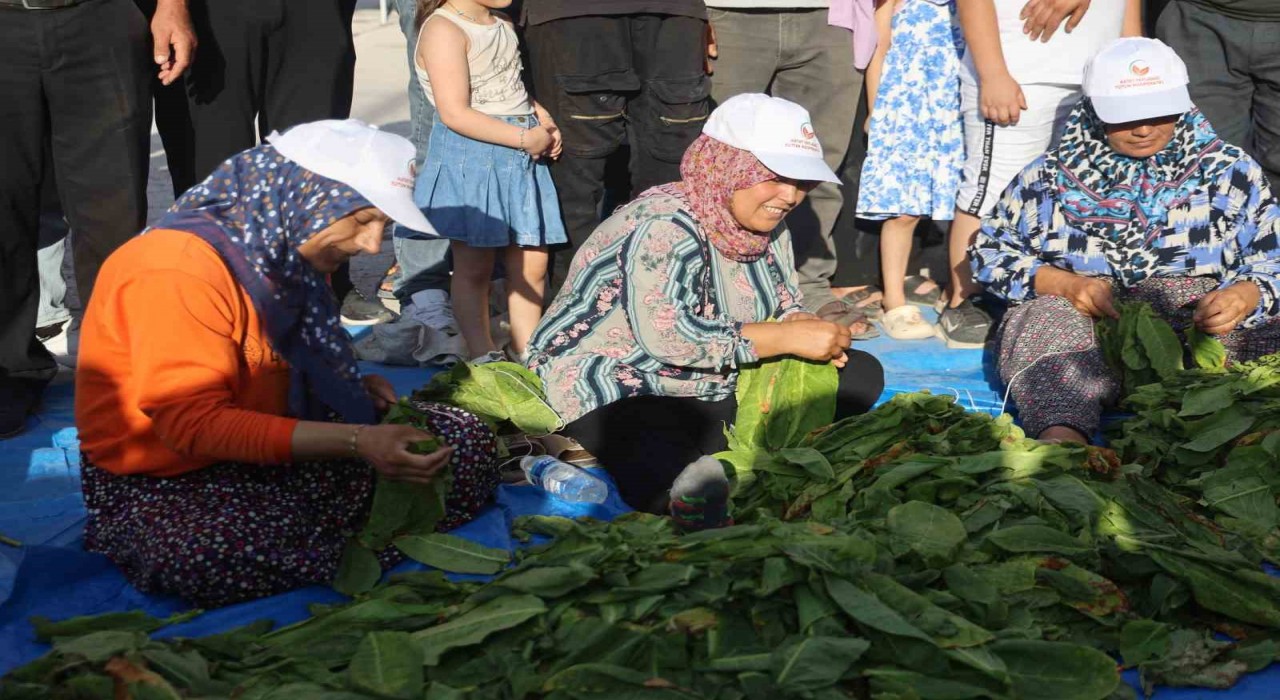 Ellerindeki iğnelerle ödülü alabilmek tütünleri dizmek için kıyasıya yarıştılar