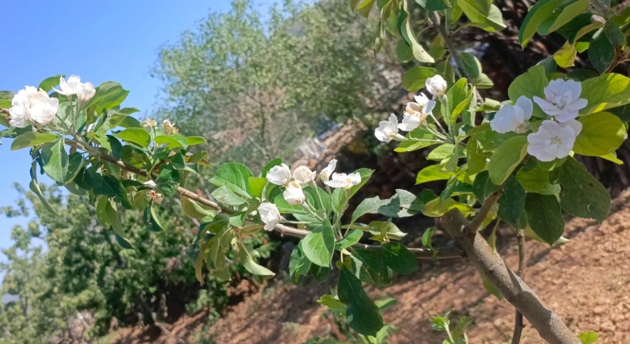 Elma ağaçları Ağustosta çiçek açtı