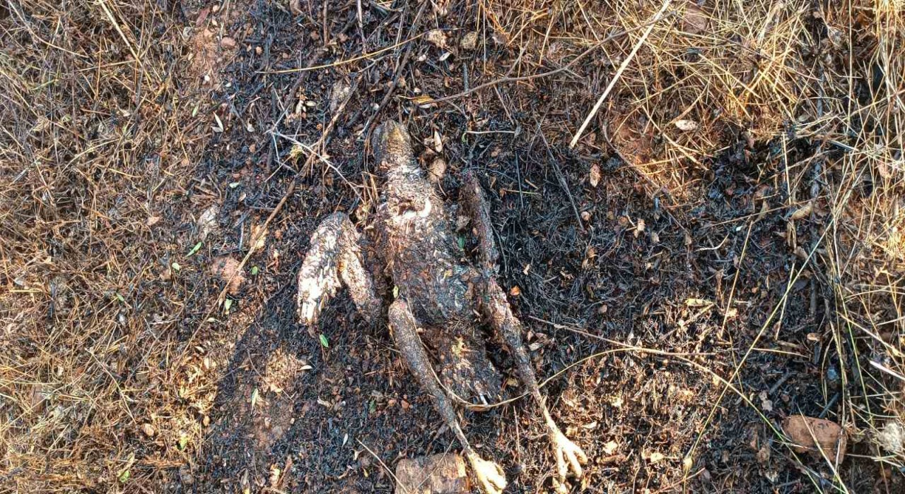 Enerji nakil hattına çarpan kuş yangına neden oldu