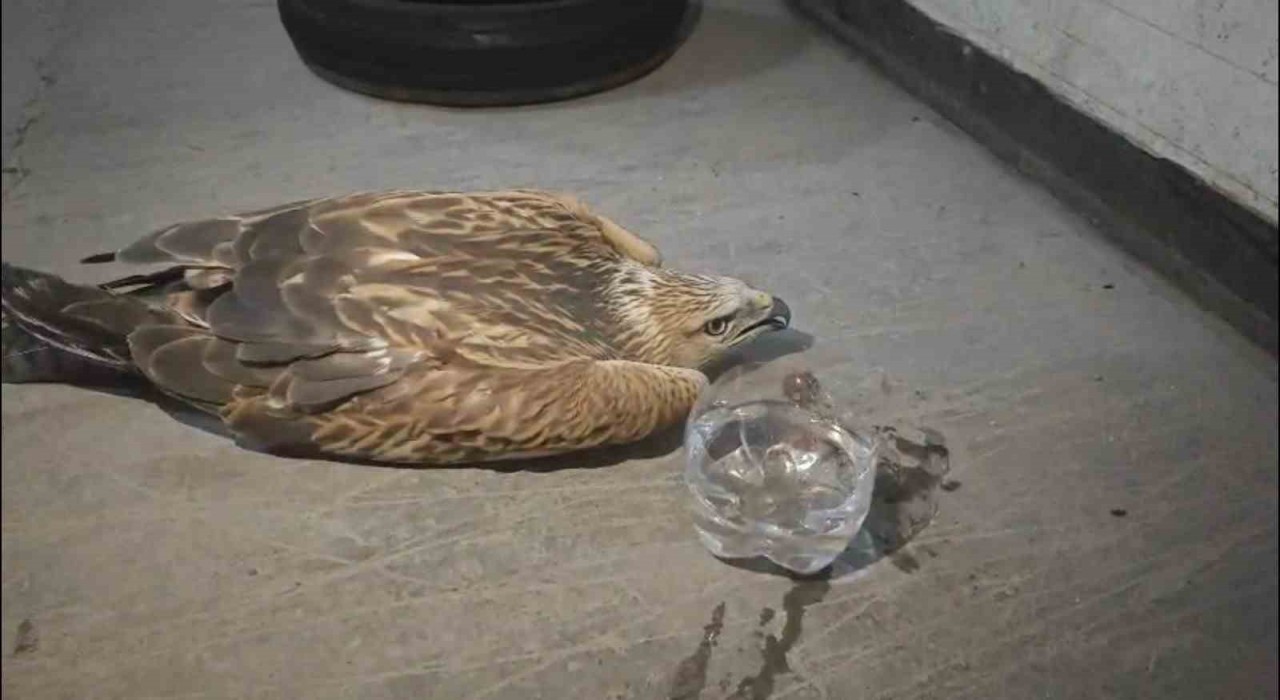 Erciyeste yaralı şahin kurtarıldı