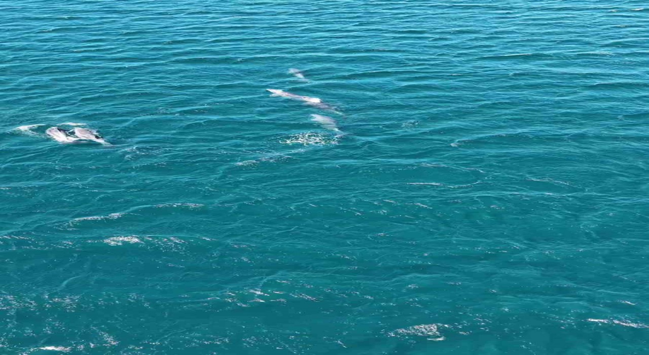 Erdek Körfezinde yunus sürprizi, Bandırma Limanında lüfer şöleni