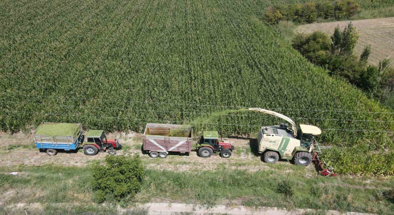 Erzincan Ovasında silajlık mısır hasadı başladı! Son yıllarda çiftçilerin gözdesi oldu