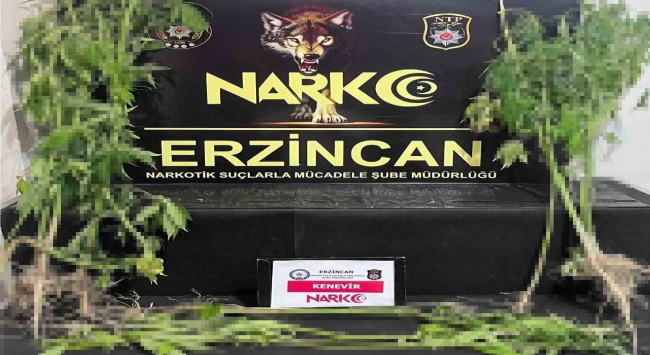 Erzincanda 15 kök kenevir bitkisi ele geçirildi