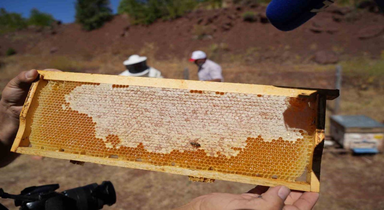 Erzincanda kayıtlı arıcılık işletme sayısı bin 92