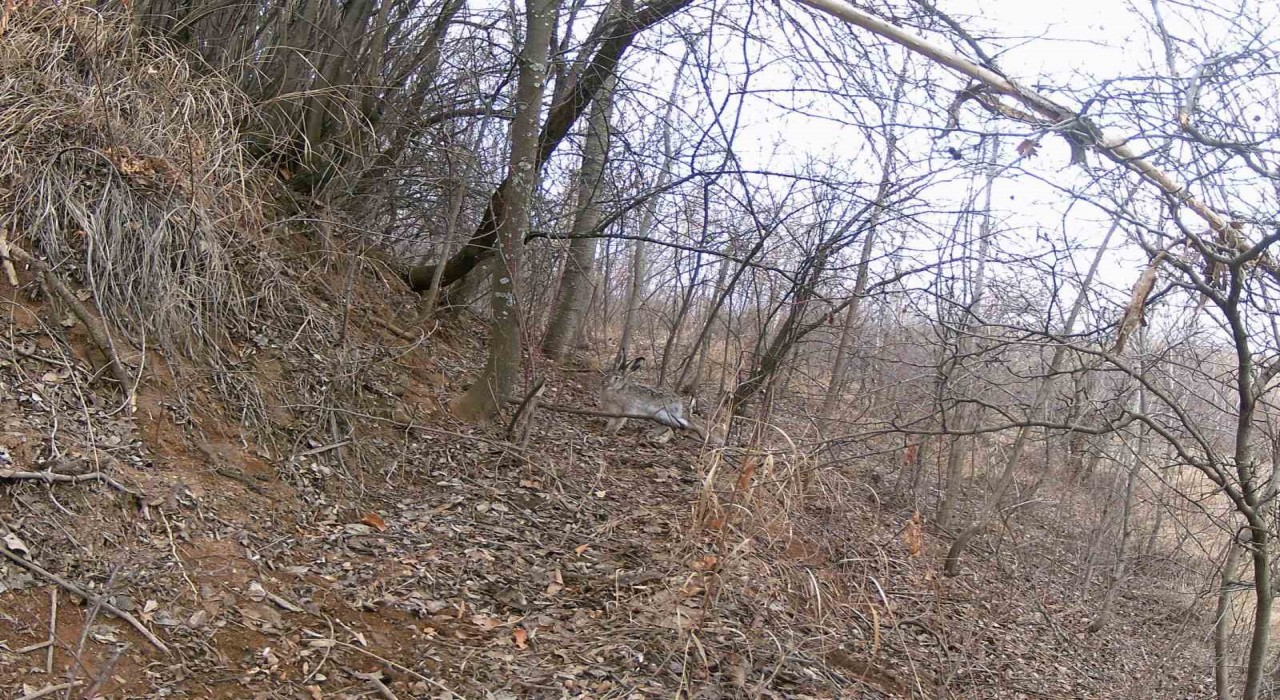Erzincanda yaban hayatı fotokapanla görüntüleniyor