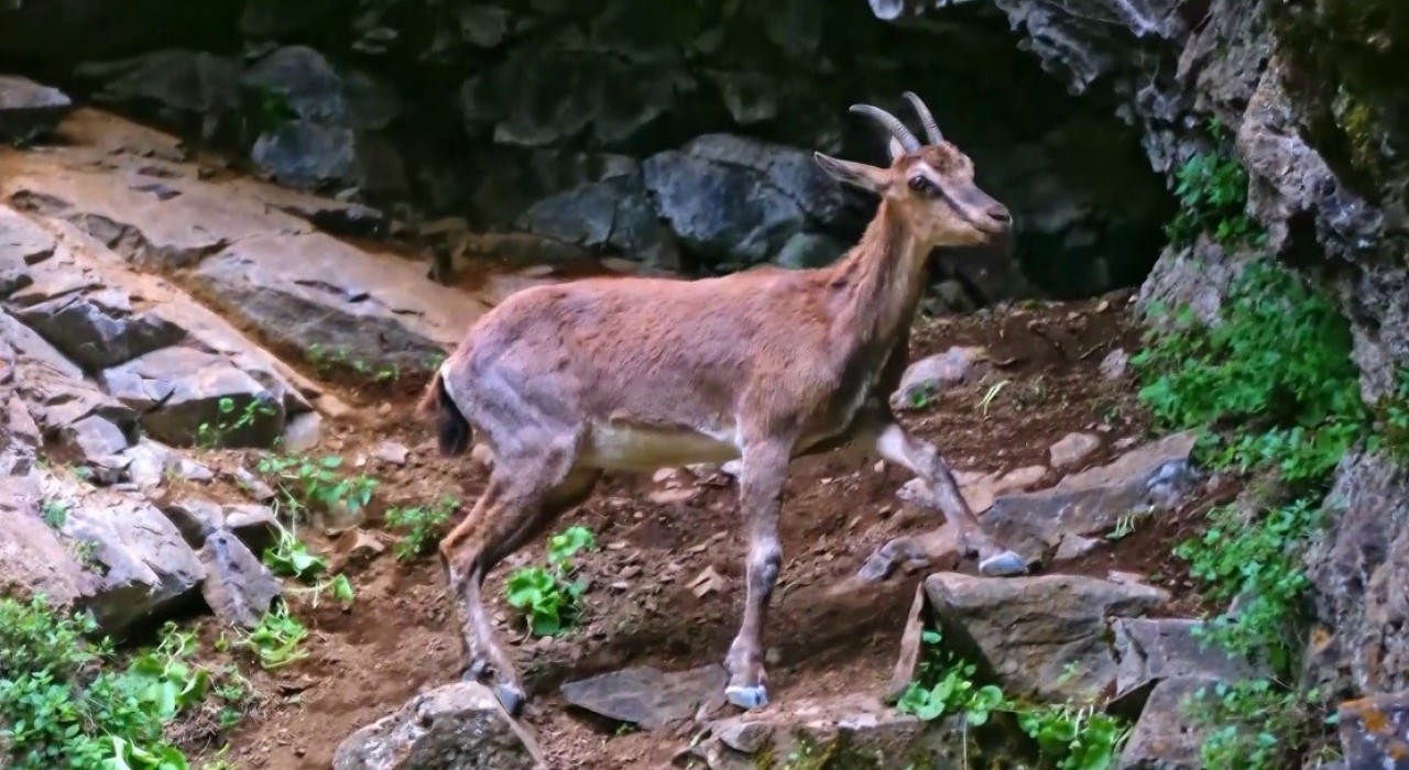 Erzincanda yaban keçileri havadan görüntülendi