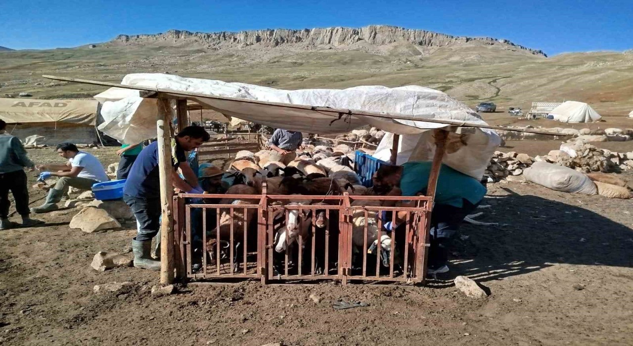 Erzincanda yayladaki hayvanlara şap aşısı vuruldu