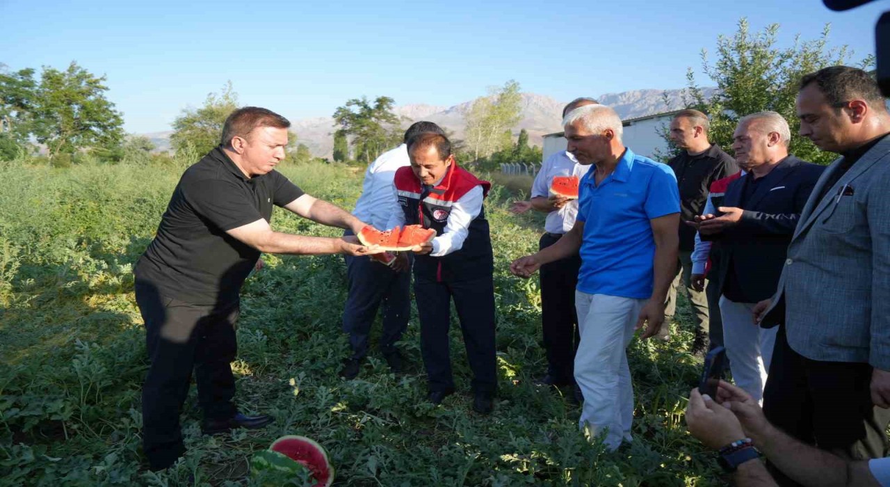 Erzincanın bereketli topraklarında üretilen karpuzun hasadı başladı