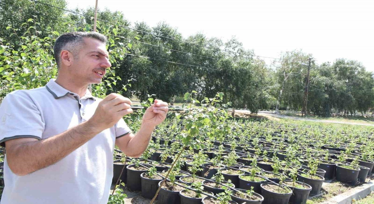 Erzurum Orman Bölge Müdürü Karakurt: Bölgede yıl sonuna kadar 908 bin fidan toprakla buluşturulacak