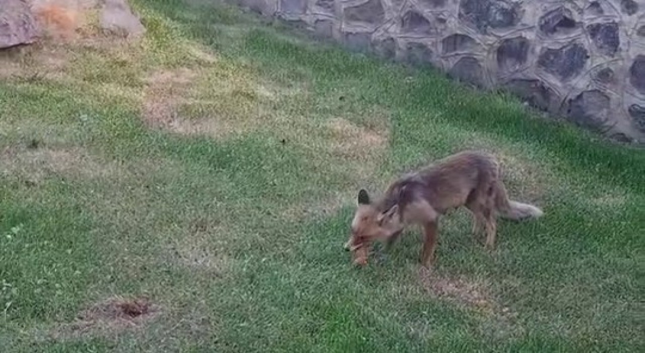 Erzurumda kadınlar yanlarına gelen tilkiye kadayıf dolması yedirdi