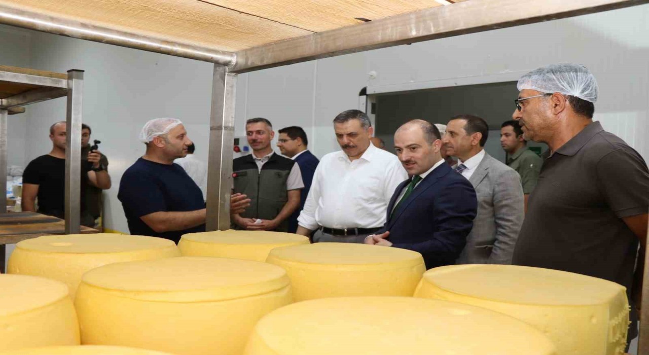 Erzurumda kaşar üretimi yaygınlaşıyor