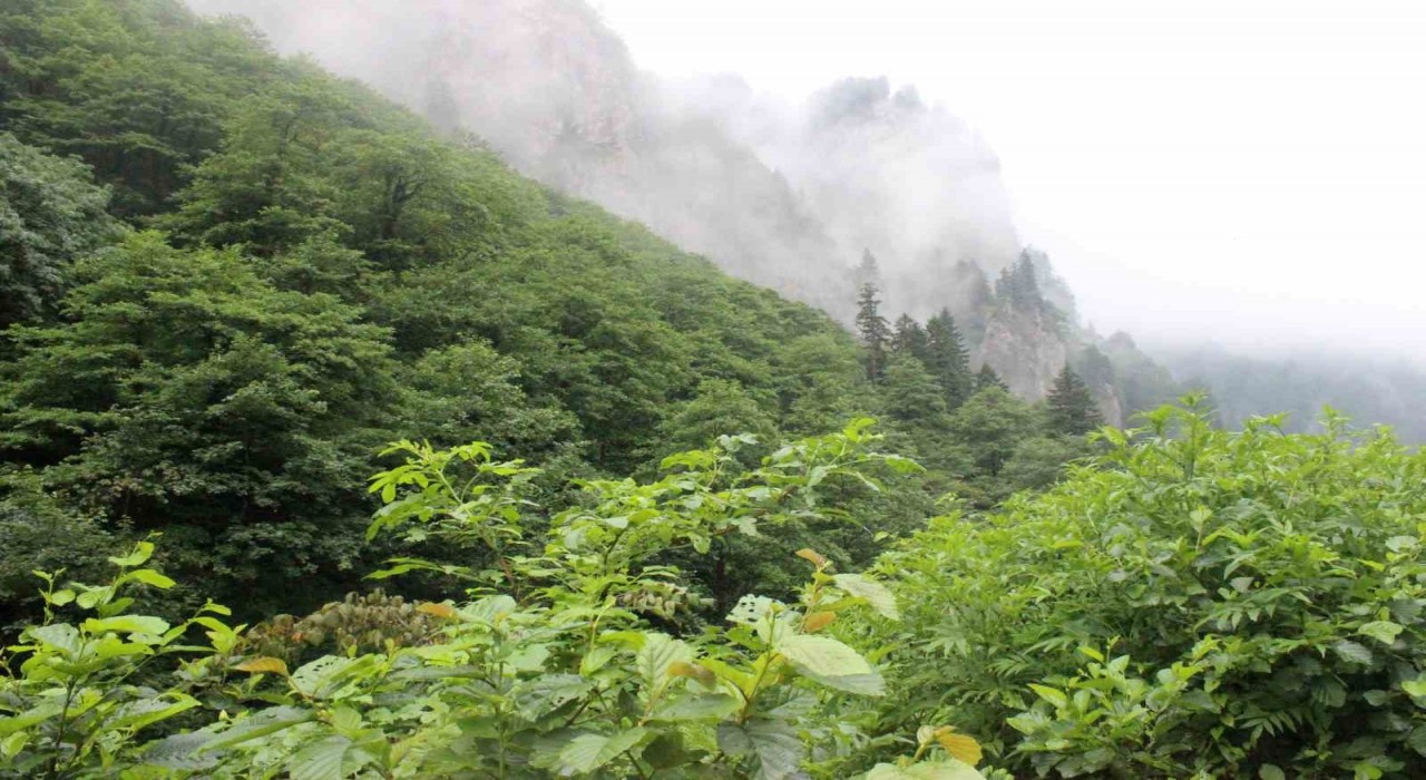 Eşini öldürdükten sonra ormanlık alana kaçan cinayeti zanlısını arama çalışmaları sürüyor