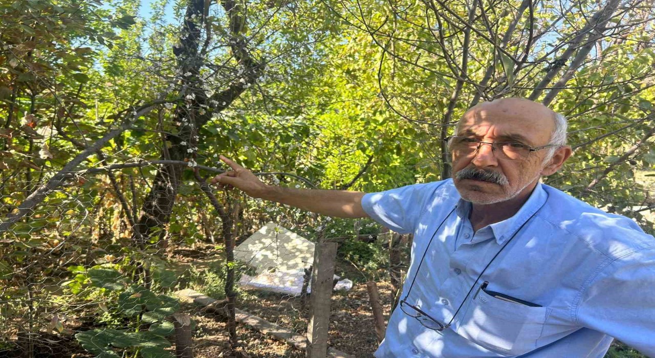 Eskişehirde erik ağacı ağustosun sonunda çiçek açtı