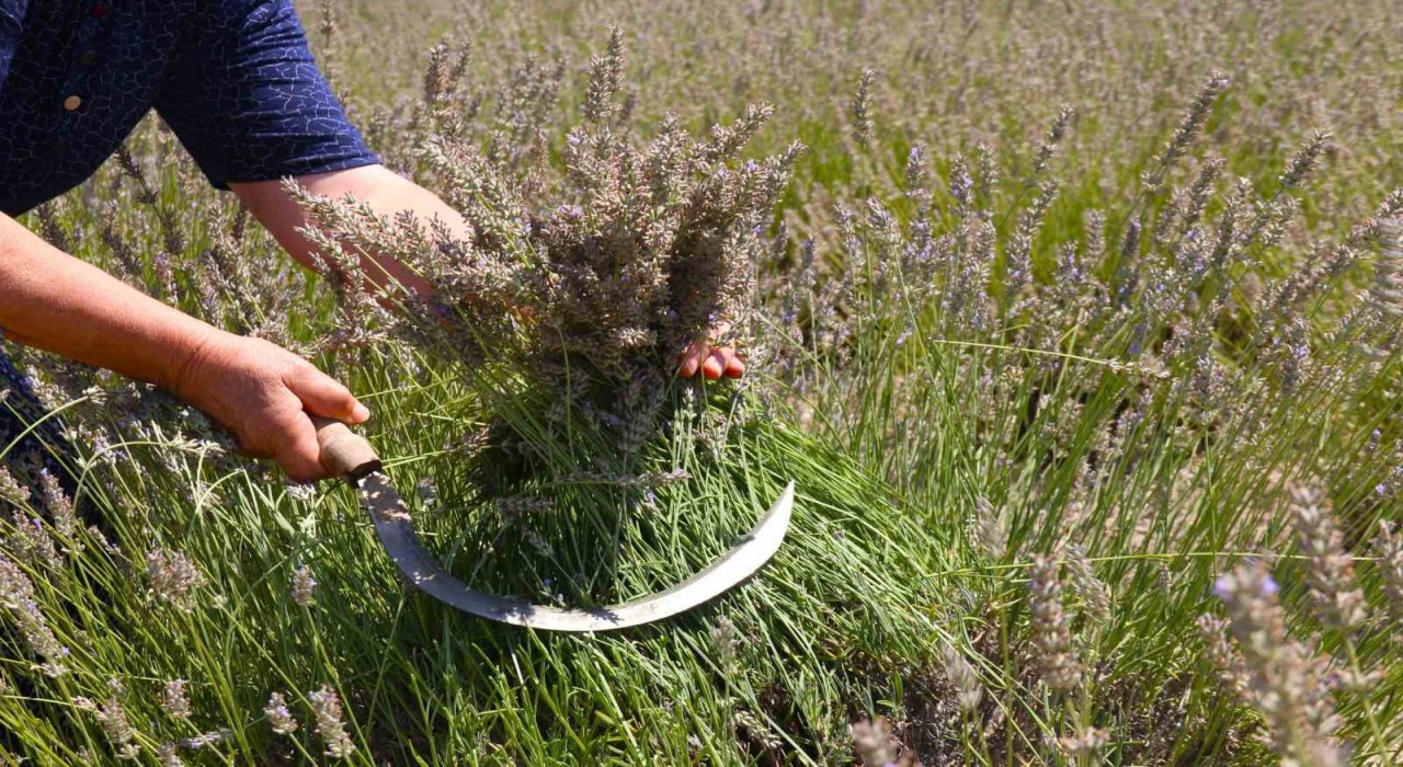 Eskişehirde ilginç lavanta hasadı